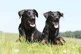 BEAUCERON 426